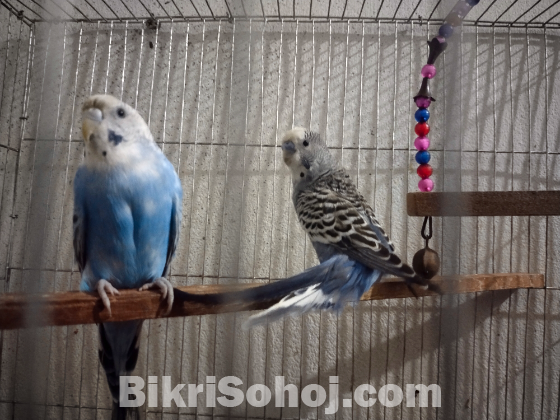 বাজিগার পাখি